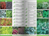 KATALOG BYLIN II Kwiaty, trawy i paprocie